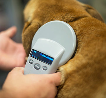 Microchip dog deals